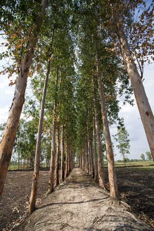Eucalyptusの写真素材