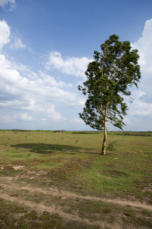 Eucalyptusの写真素材