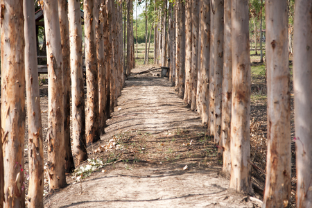 Eucalyptusの写真素材