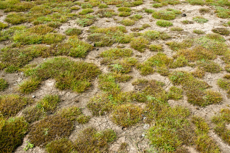 grassの写真素材