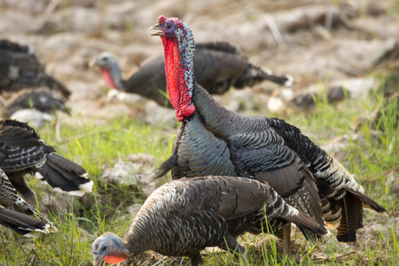 turkeyの写真素材