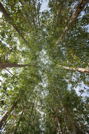 Eucalyptusの写真素材