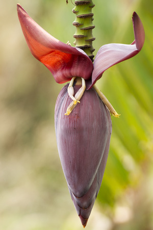 banana blossomの写真素材