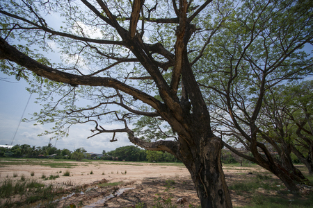 tree landscapeの写真素材