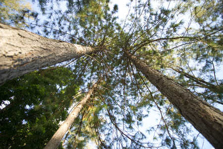 Treetop view from bottomの写真素材
