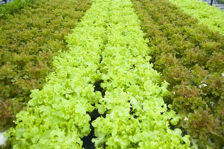 lettuceの写真素材