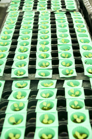 lettuceの写真素材