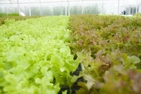 lettuceの写真素材