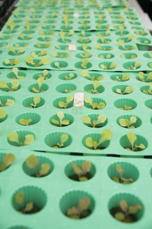 lettuceの写真素材