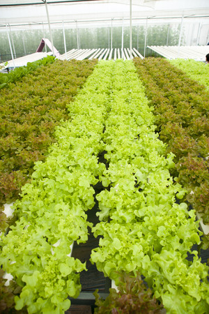 lettuceの写真素材