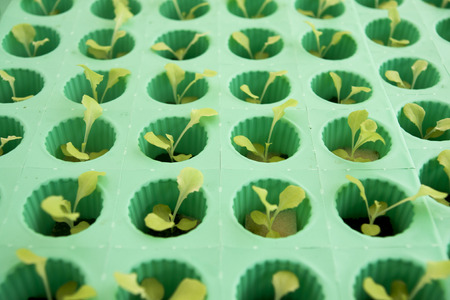 lettuceの写真素材