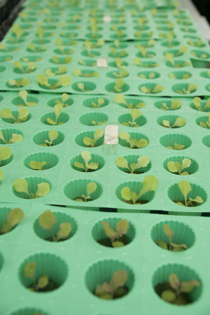 lettuceの写真素材