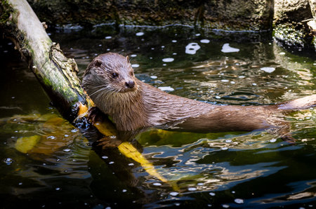 Otter swimming in the water with yellow fish in its mouthの写真素材