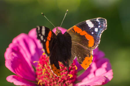 the colorful Inachis io butterfly on the flower Echinacea purpureaの写真素材