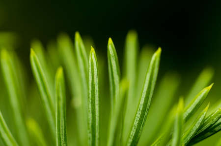 Tree needles - Cephalotaxus harringtonii - sunny, warm dayの写真素材