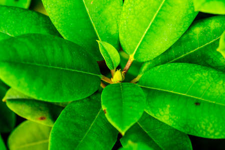 Rhododendron - garden plant on a summer day, Julyの写真素材