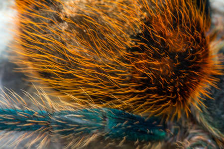 Chromatopelma cyaneopubescens - a spider, a blue-green avian.の写真素材