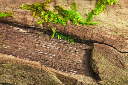 green moss on brown and red woodの写真素材