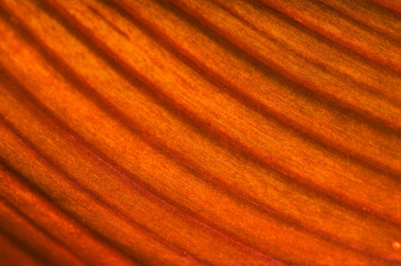 Leaf structure, leaf of an exotic plant at magnification - abstract background