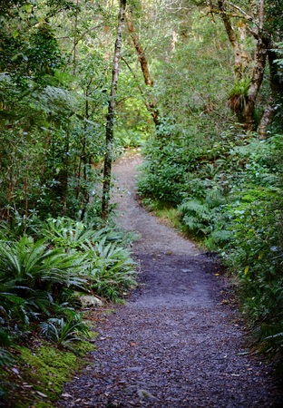 Natures Path In New Zealandの写真素材