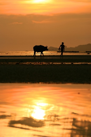Tug Buffalo on the beach in ko samui thailandの写真素材