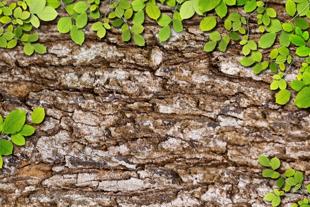leaf on tree textureの写真素材