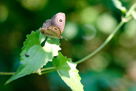 Butterfly on Green Background  in the gardenの写真素材
