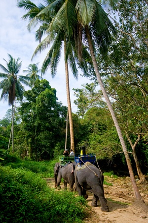 Trip on elephants on jungle on Koh Samui in Thailandの写真素材