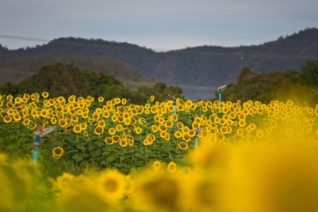 Closeup of a bright yellow sunflowersの写真素材