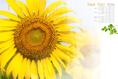 Sunflower painting background for your designの写真素材