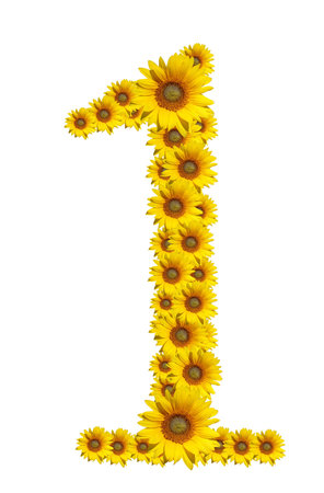 Number 1, Sunflower isolate on White backgroundの写真素材