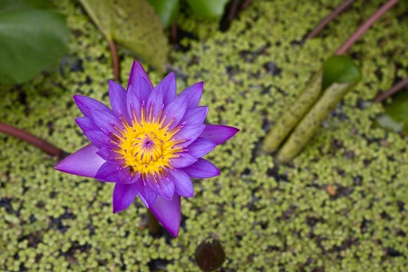 Lotus flower in the riverの写真素材