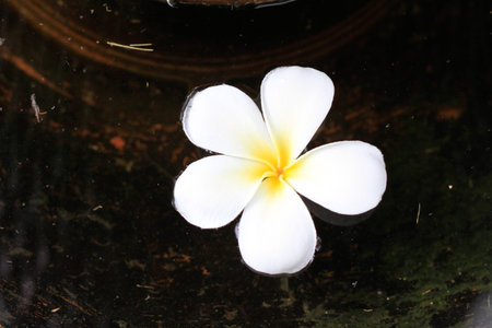 White flower on water traditional in thai