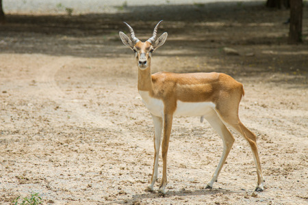 Gazella walk in safari parkの写真素材