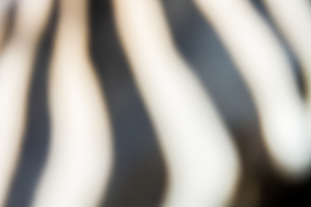 Blurred image of zebras in the Safari Parkの写真素材