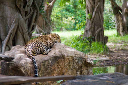 leopard sleep in Safari Parkの写真素材