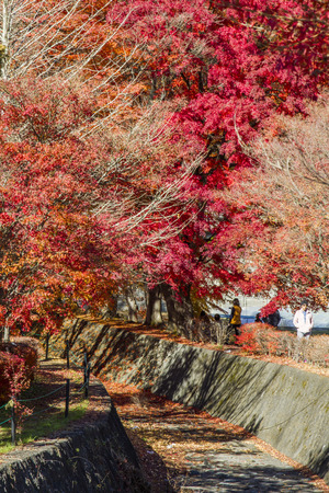 Autumn leaves Cave in Japanの写真素材