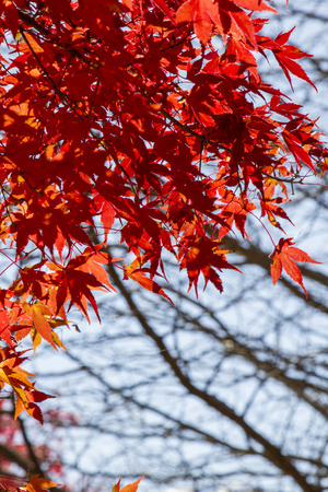 Autumn leaves and Fuji Mountain background in Japanの写真素材
