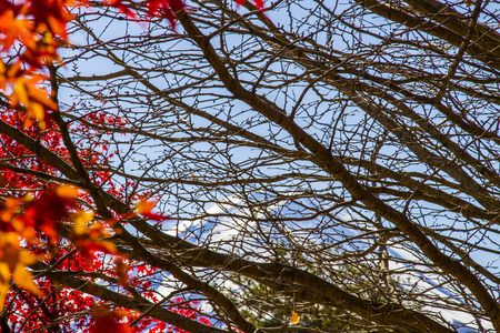 Autumn leaves and Fuji Mountain background in Japanの写真素材