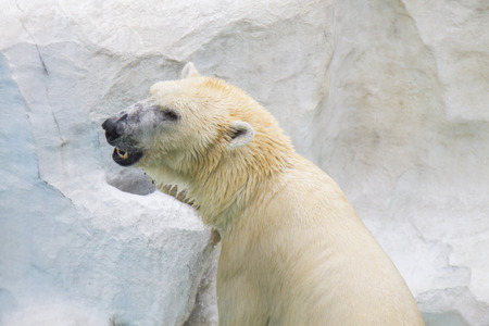Polar bear in the zooの写真素材