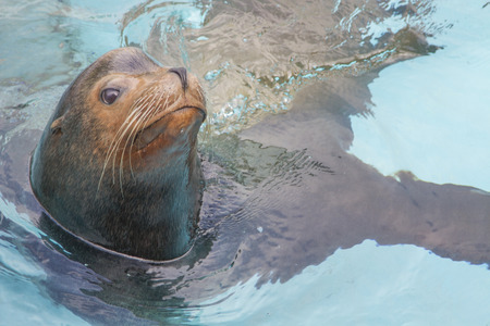 Swimming seals in clean waterの写真素材