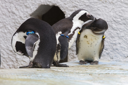 Cute Humboldt Penguins (Spheniscus Humboldt) in a zoo, Japanの写真素材