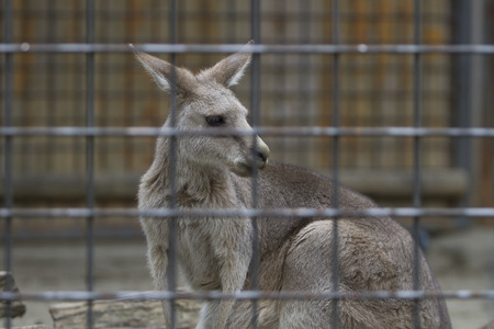 Young Kangaroo in cageの写真素材