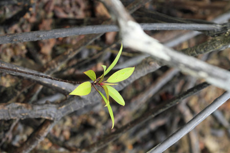 leaves, Mangrove forest at Thailand