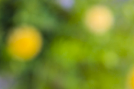 Blur green backgroundの写真素材