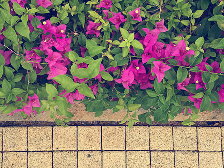 Tree wall on brickの写真素材