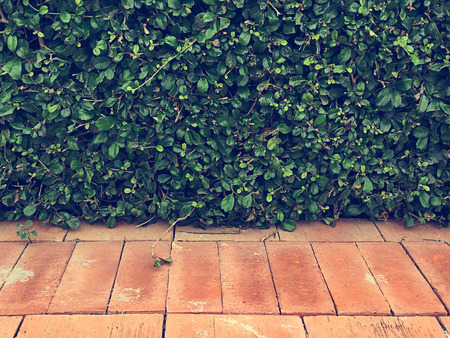 Tree wall on brickの写真素材