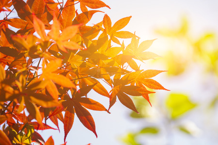 autumn leaves in japanの写真素材