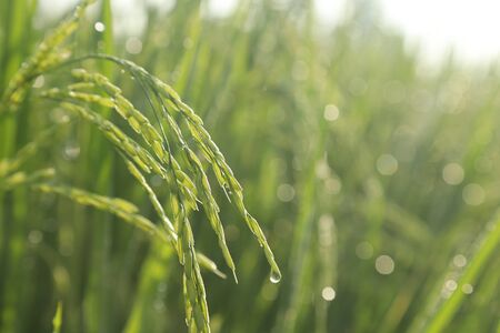 Close up of green paddy rice plantの写真素材