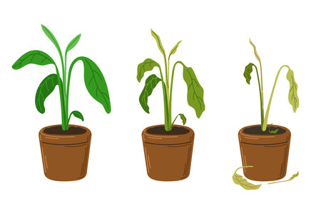 Houseplant stress. Plant dehydration stages.のイラスト素材